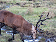 5th Oct 2016 - stag in rut