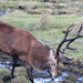 stag in rut by jmj
