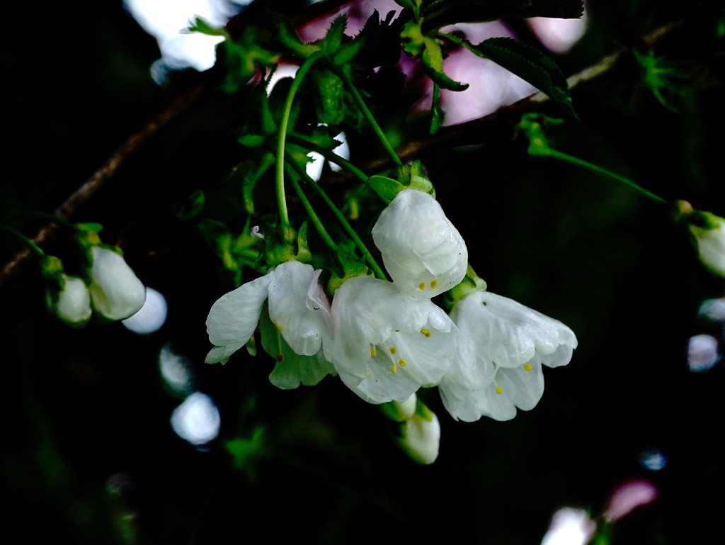 White Blossom by maggiemae
