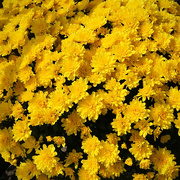 5th Oct 2016 - Ande Bought Yellow Mums