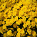 Ande Bought Yellow Mums by yogiw