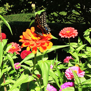 4th Oct 2016 - Butterfly In The Fuller Garden