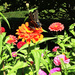 Butterfly In The Fuller Garden by yogiw