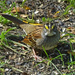 White-throated Sparrow by annepann