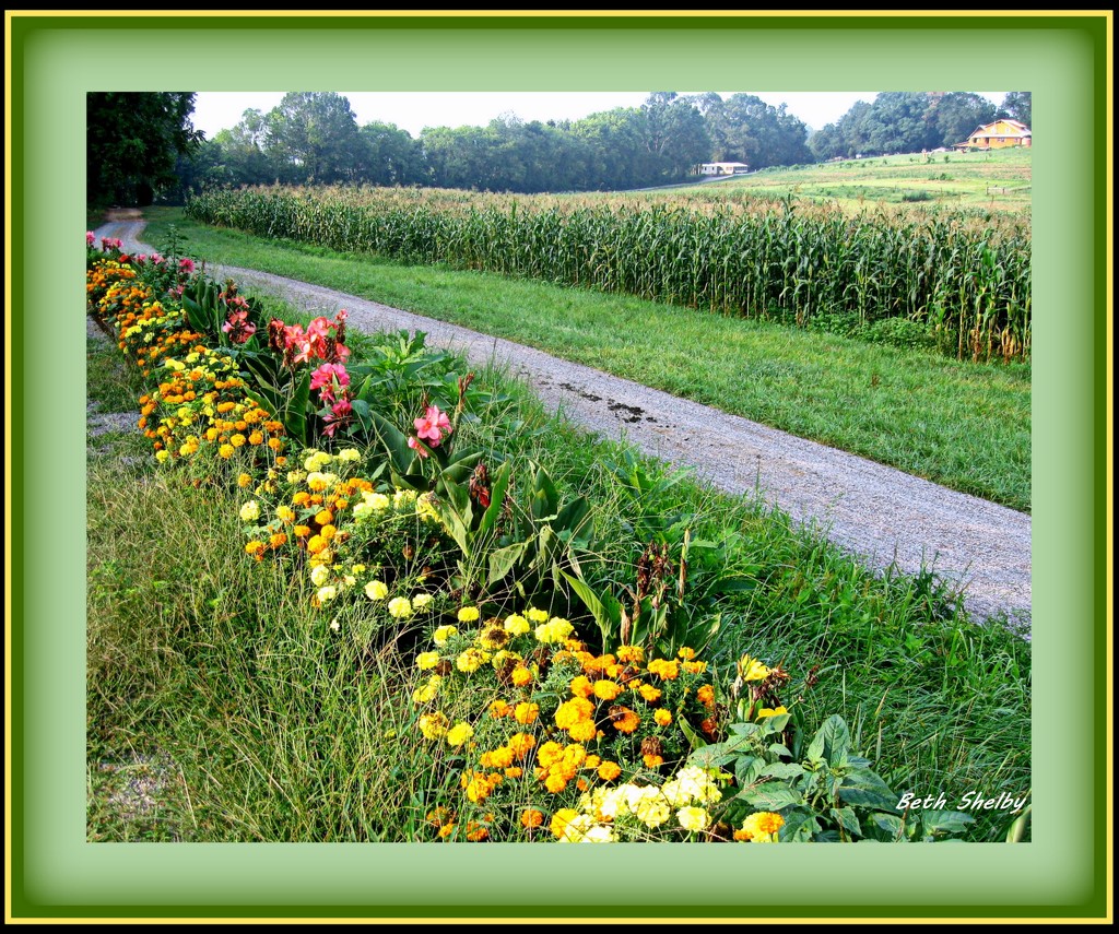 Flowers Along the Corn Field by vernabeth