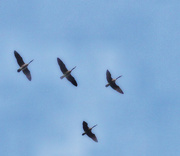 4th Oct 2016 - Missing Goose Formation
