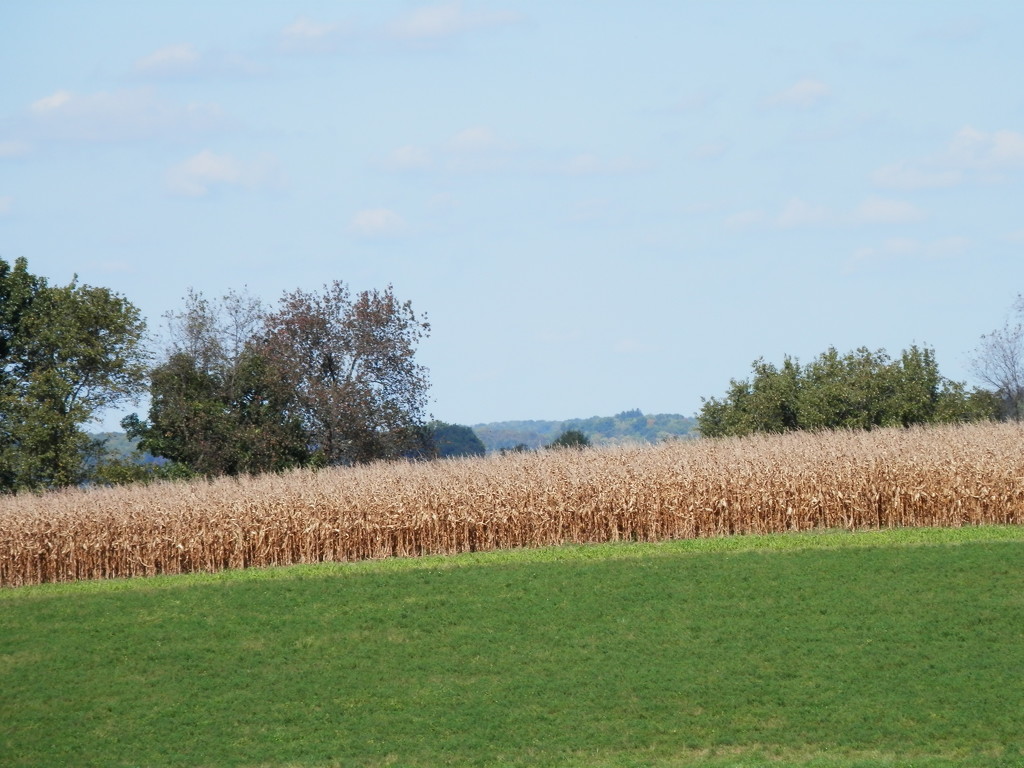 Corn Field by julie