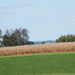 Corn Field by julie
