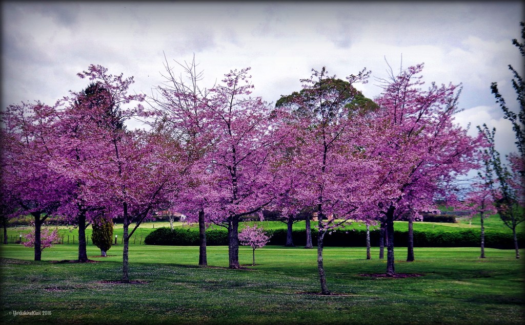 Cherry Blossom by yorkshirekiwi