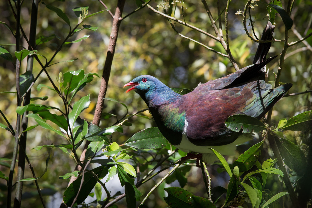 Kereru, New Zealand Pigeon by jyokota