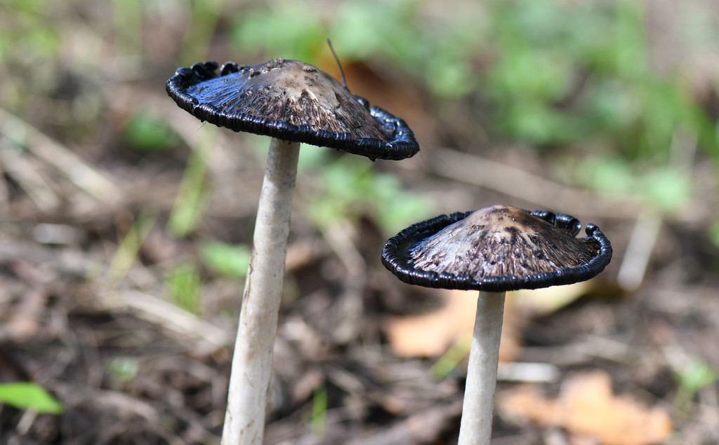 ~More Mushrooms~ by crowfan