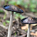 ~More Mushrooms~ by crowfan