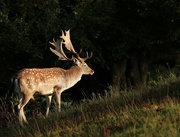 6th Oct 2016 - Fallow Stag