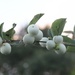 Snow berries by oldjosh