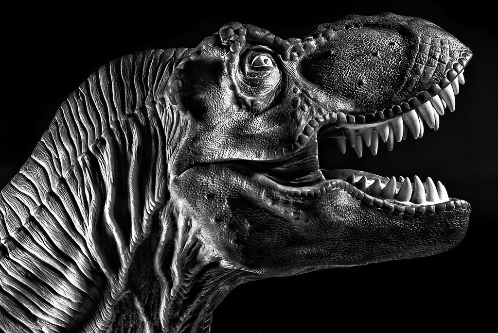 T Rex Head by davidrobinson