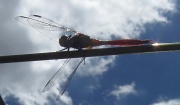 15th Dec 2010 - Red Dragonfly