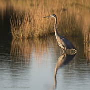 5th Oct 2016 - Great Blue Heron