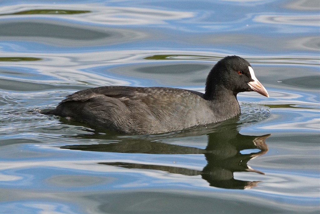 COOL COOT by markp