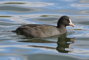 4th Oct 2016 - COOL COOT