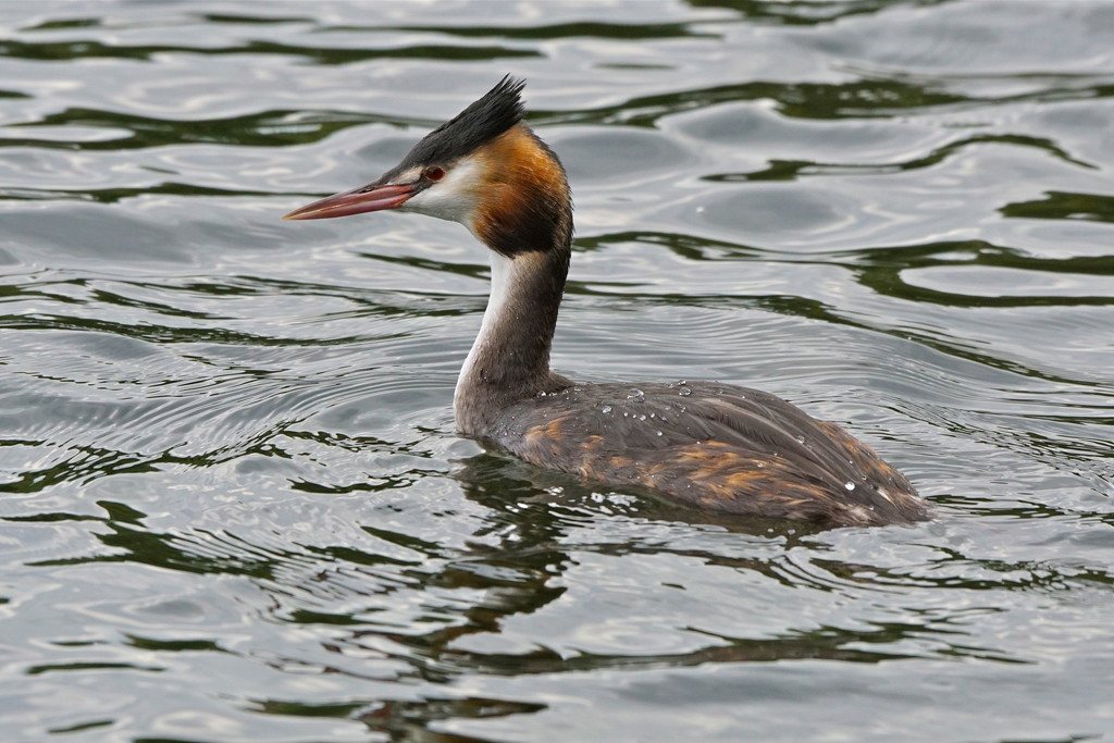 GREAT CRESTED GREBE -ADULT by markp
