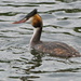 GREAT CRESTED GREBE -ADULT by markp