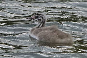 4th Oct 2016 - GREAT CRESTED GREBE - JUVENILE