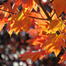 Backlit Autumn Leaves by seattlite