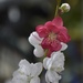 Flowering Peach_DSC3431 by merrelyn