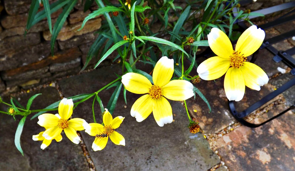 Flowers on Friday#3 - Mellow Yellow and White by ajisaac