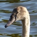 Mute Swan Cygnet  by susiemc