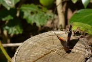 5th Oct 2016 - Red Admiral 
