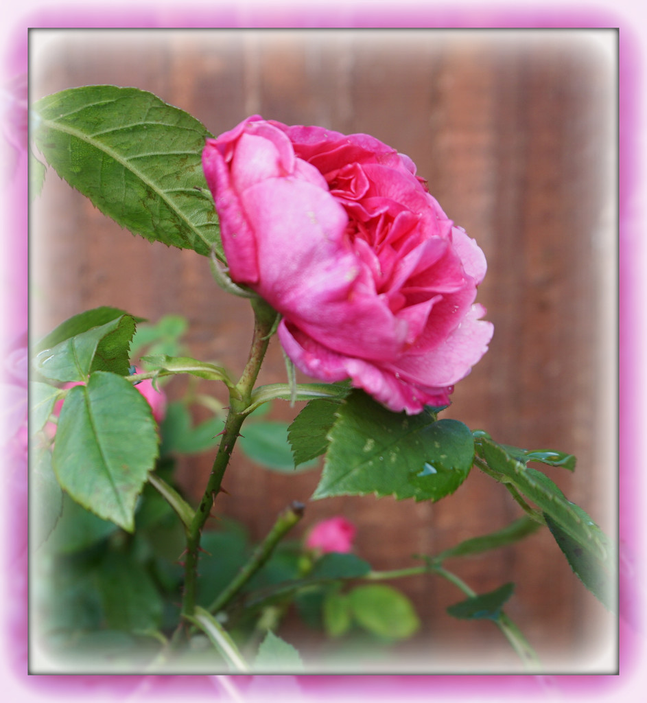 Finlay's rose by sarah19
