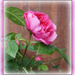 Finlay's rose by sarah19