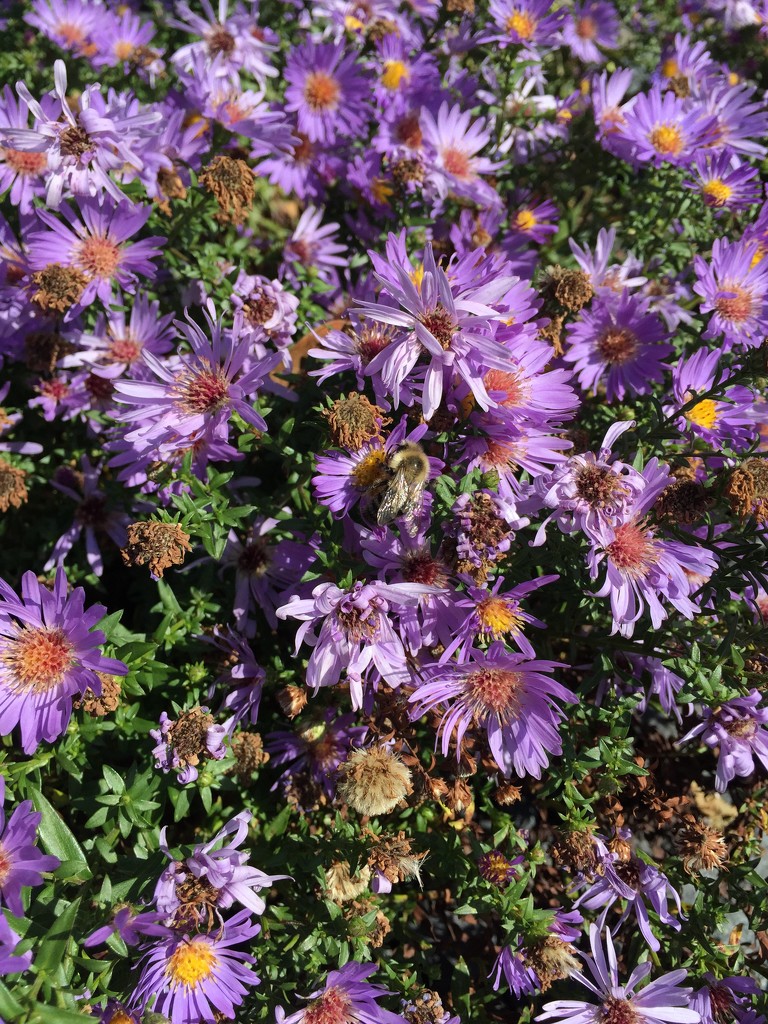 Asters and bees by dakotakid35