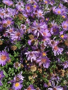 6th Oct 2016 - Asters and bees