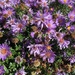 Asters and bees by dakotakid35