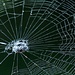 Oh What a Tangled Web... by grammyn