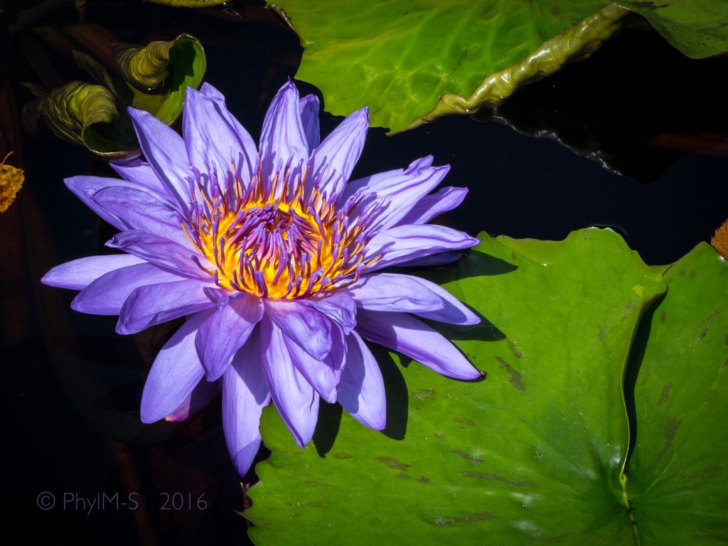 Purple Poser In A Prolific Pond by elatedpixie
