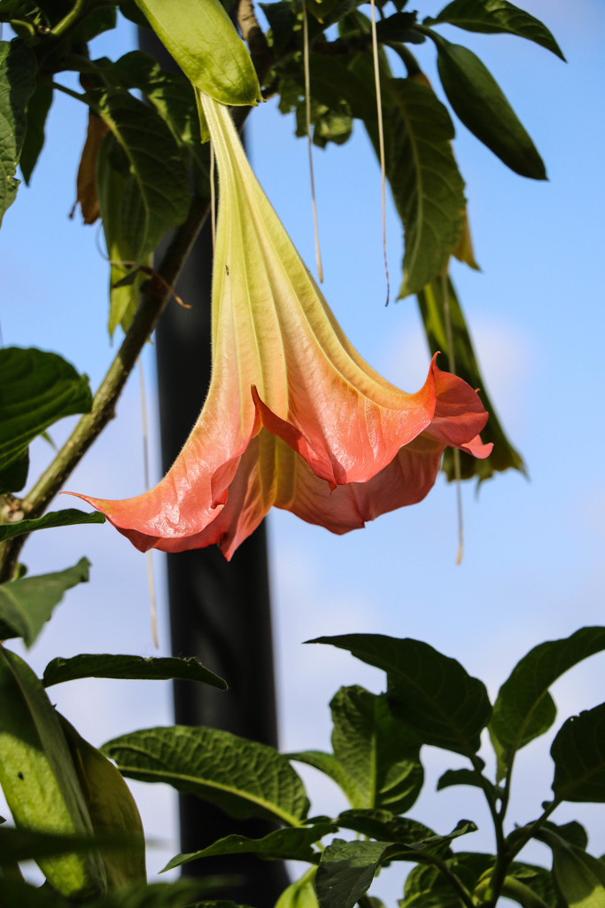 Hanging flower by flyrobin