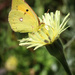 Yellow beauty by flyrobin