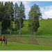Horse and Kahikatea's.. by julzmaioro