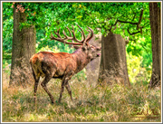 7th Oct 2016 - The Rutting Season