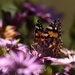 Painted Lady by wenbow