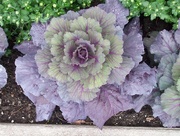 7th Oct 2016 - ornamental cabbage