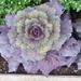 ornamental cabbage by stillmoments33
