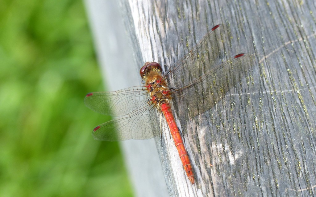 Common Darter? by g3xbm