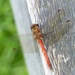 Common Darter? by g3xbm