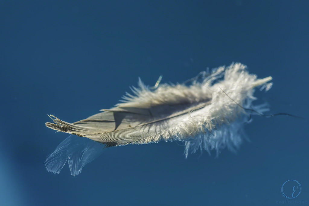 Refected feather by evalieutionspics