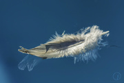7th Oct 2016 - Refected feather
