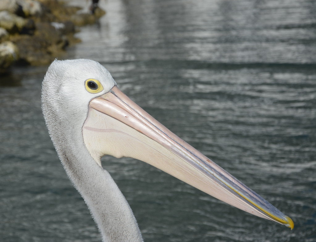 What Are You Looking At?_DSC3570 by merrelyn